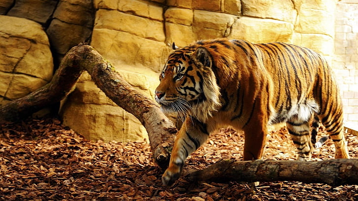 wildlife, tiger, mammal, fauna, terrestrial animal, big cat, HD wallpaper