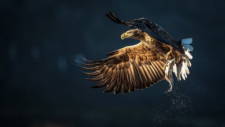 eagle, hunting, flying, majestic, predator, fish, birds, Animal