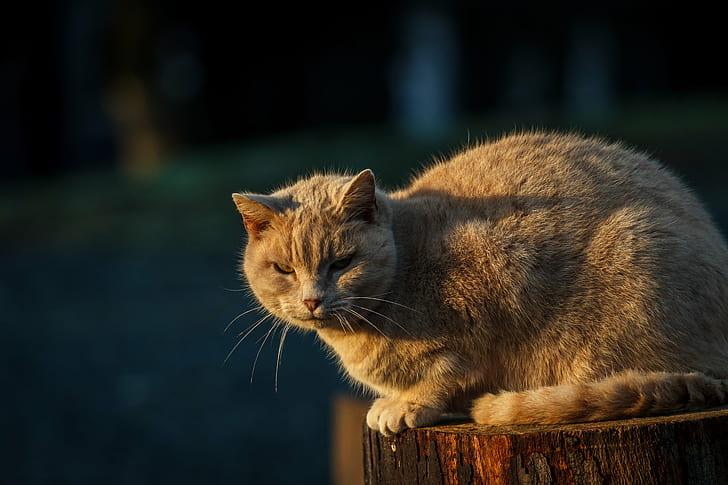 orange tabby cat on top of wood log, cat, domestic Cat, animal, HD wallpaper