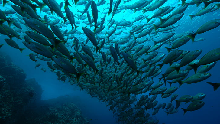 underwater photography of school of tuna fishes, Costa Rica, Playa Flamingo