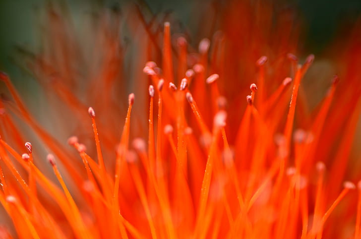 close up photography of red flower, Macro Photography, Jardim  Botânico  do  Rio  de  Janeiro, HD wallpaper