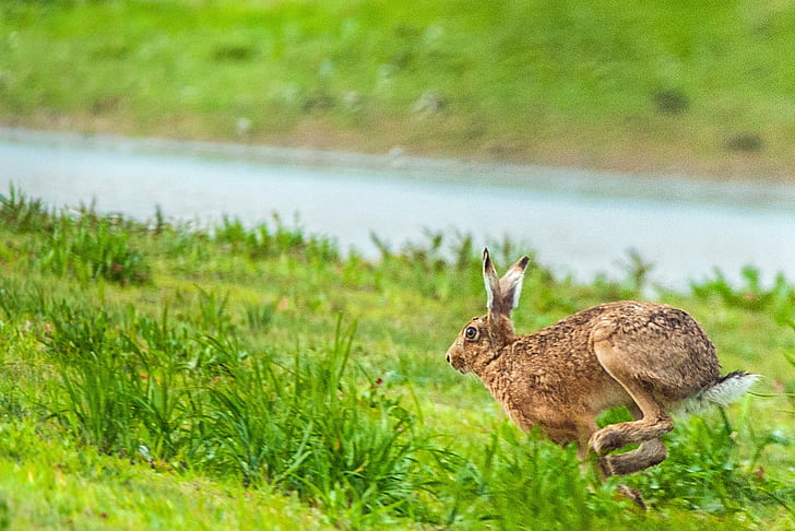 brown rabbit running on green grass field during daytime, gloucestershire, gloucestershire