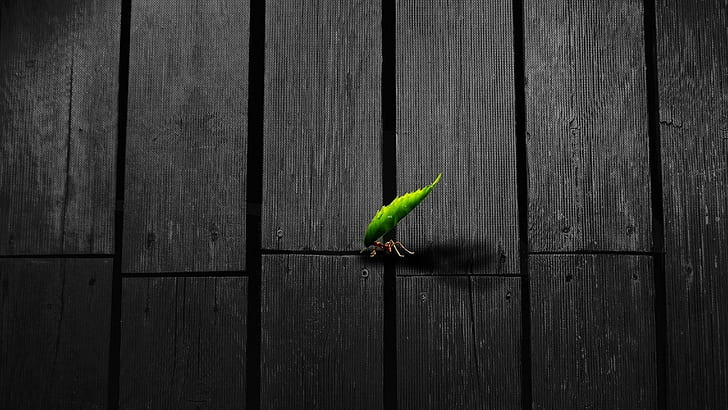 insect, artwork, texture, leaves, animals, ants, HD wallpaper