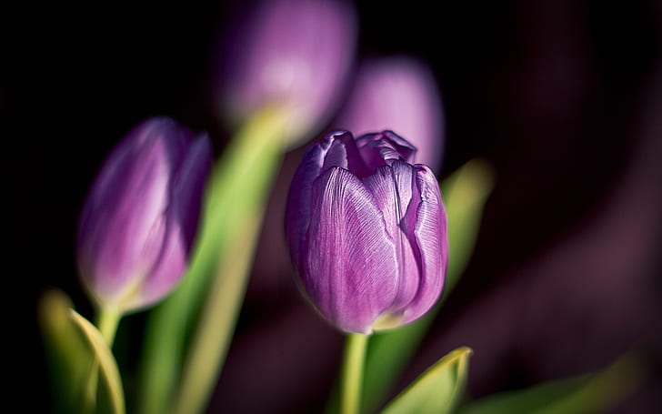 Flowers tulips purple petals of spring, HD wallpaper