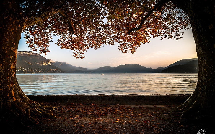 Lakes, Fall, France, Lake Annecy, Leaf, Mountain, Tree, haute-Savoie