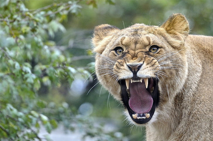 Predator mounth, brown and black tiger, lioness, mouth, tongue, HD wallpaper