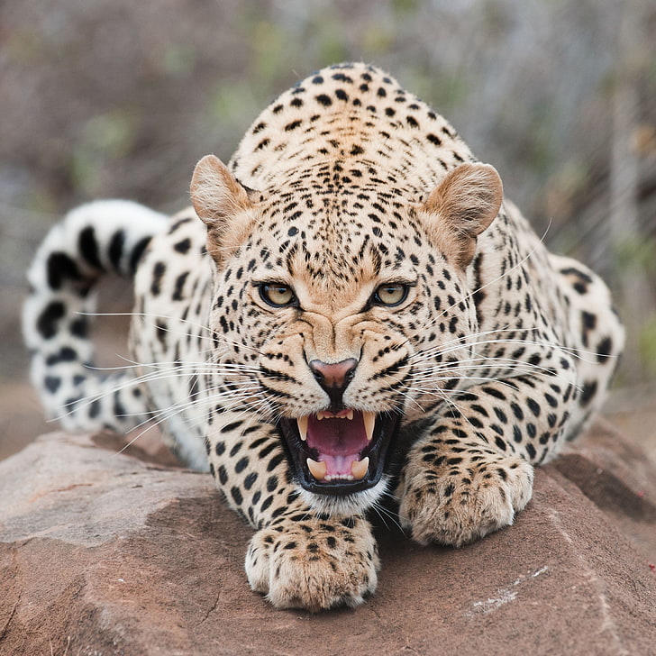 HD wallpaper: cheetah, face, mouth, leopard, teeth, undomesticated Cat,  animal | Wallpaper Flare