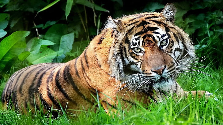 tiger, animals, nature, wildlife, feline, big cats, HD wallpaper