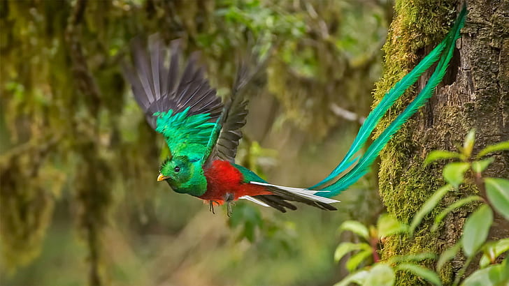 bird, male, Costa Rica, Quetzal