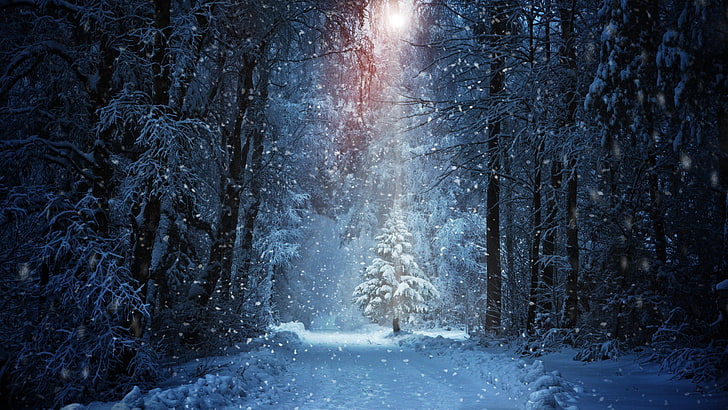 forest, winter, christmas tree, 8k, snowy, 8k uhd, snowfall