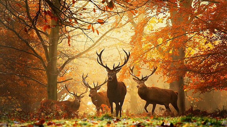 four brown elks, deer, forest, leaves, autumn, grass, rays, sun, HD wallpaper