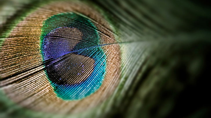 green and blue peacock feather, peacocks, feathers, pattern, multi colored, HD wallpaper