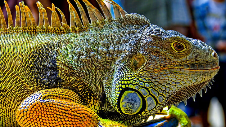 Reptiles green iguana head close-up, HD wallpaper