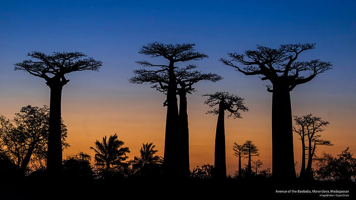 Avenue of the Baobabs, Morondava, Madagascar, Nature, HD wallpaper