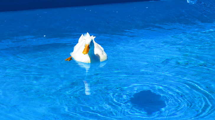 duck, swimming, swimming pool, water, animal themes, animals in the wild, HD wallpaper