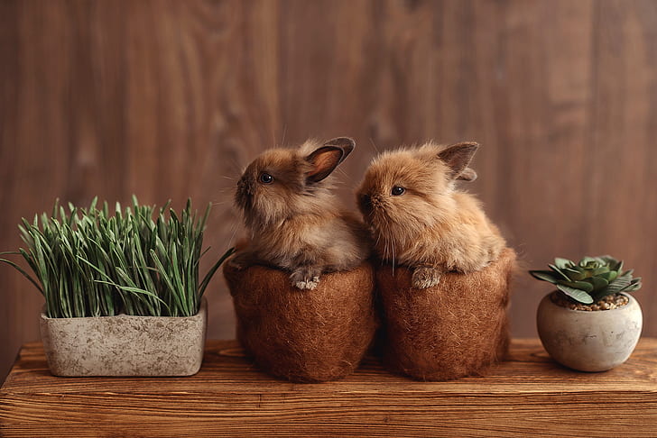 Mice 🎺 | Cute rabbit images, Cute cartoon wallpapers, Cute love wallpapers