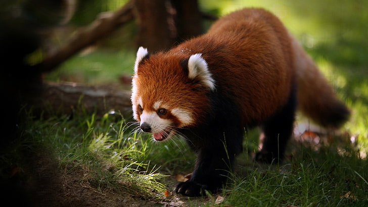 red panda, animals, nature, one animal, animal themes, animal wildlife