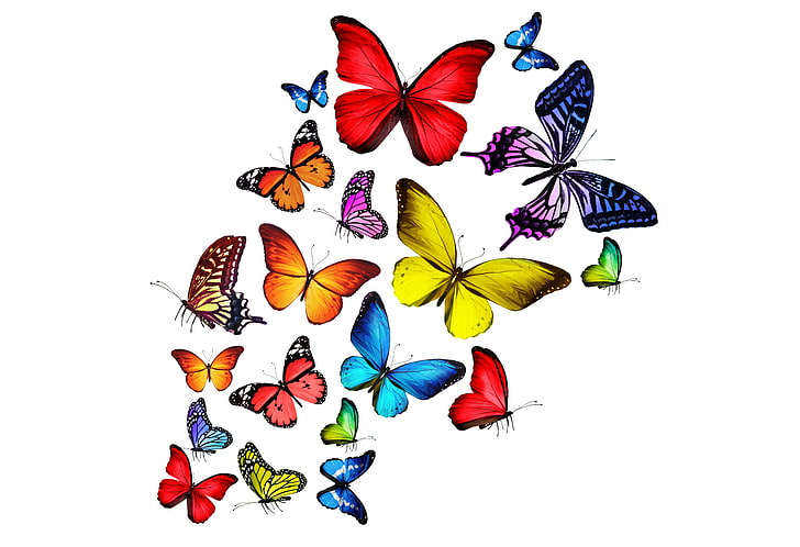 assorted-color butterflies, butterfly, colorful, bright, rainbow, HD wallpaper