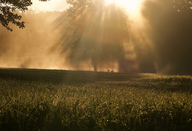 Grass Green Meadow Close Tree Trees Leaves Sun Rays Morning High Resolution Images, HD wallpaper