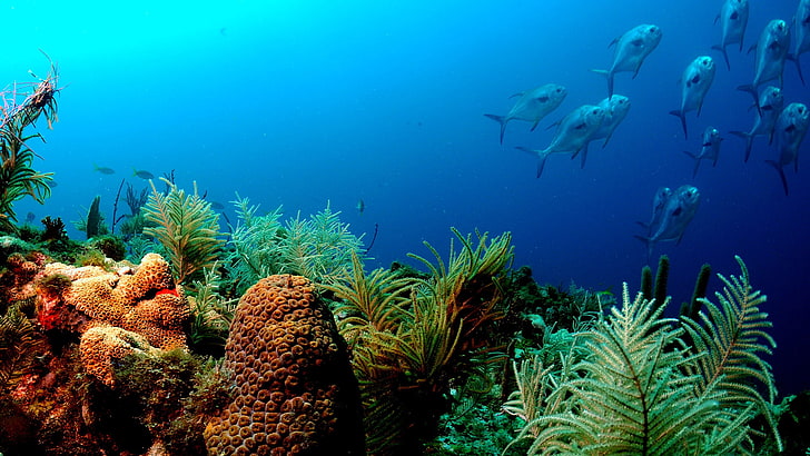 reef, animals, coral, coral reef, underwater, fish, sea, ridge, HD wallpaper