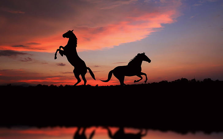 Cute animals horses, silhouette photo of rearing horse and running horse