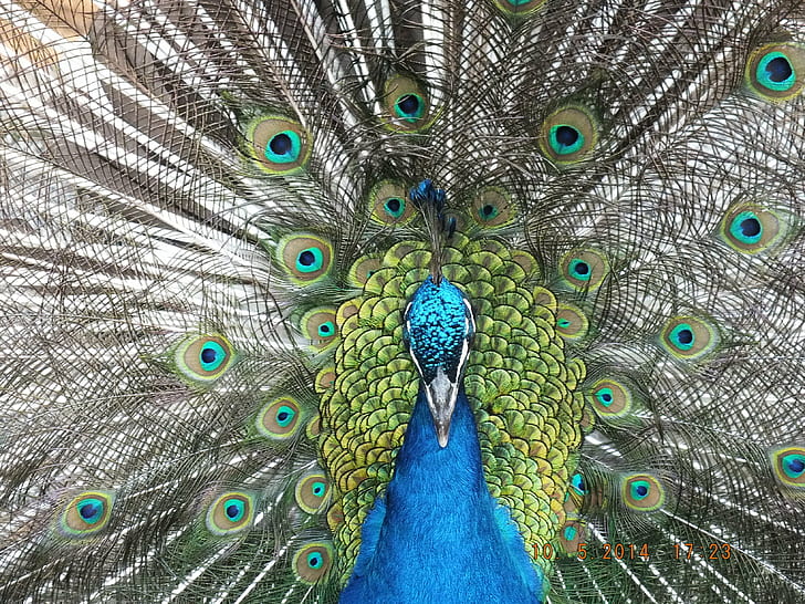 macro photography of blue and green peacock, bird, awesome, zoo