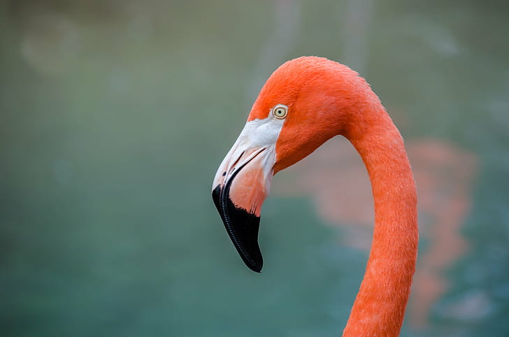 closeup photography of flamingo, flamingo, bird, wildlife, nature, HD wallpaper