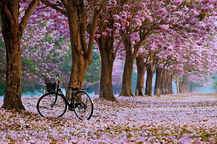 bicycle, cherry blossom, trees, vehicle