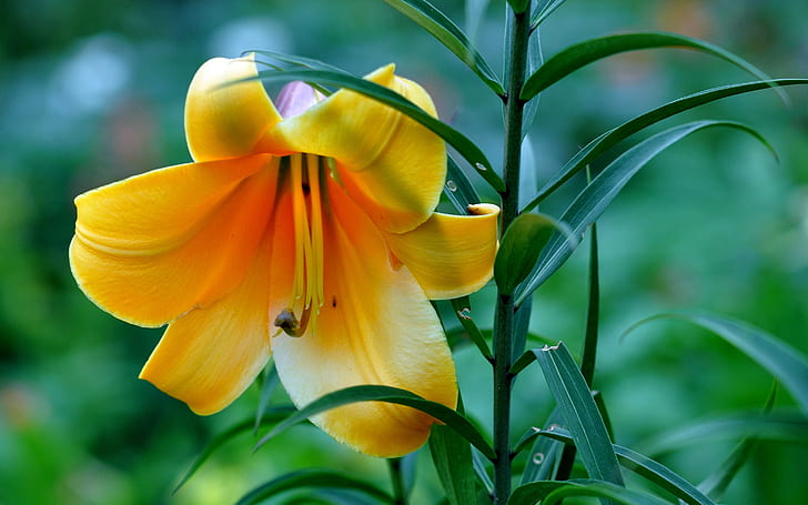 Yellow petals lily, leaves, HD wallpaper