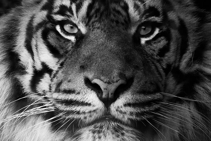 animals, tiger, feline, mammals, closeup, HD wallpaper