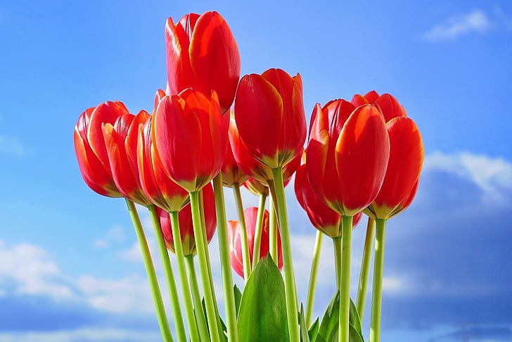 HD wallpaper: * I Love Tulips... *, red tulip lot, chmurki, niebo ...