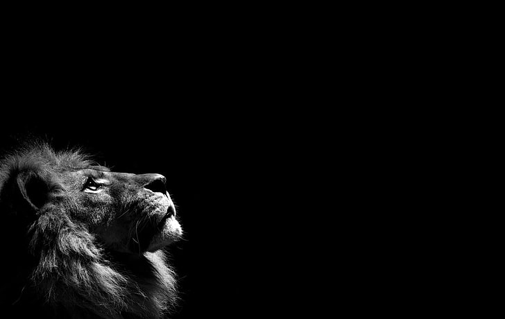 grayscale photography of lion illustration, monochrome, animals, HD wallpaper