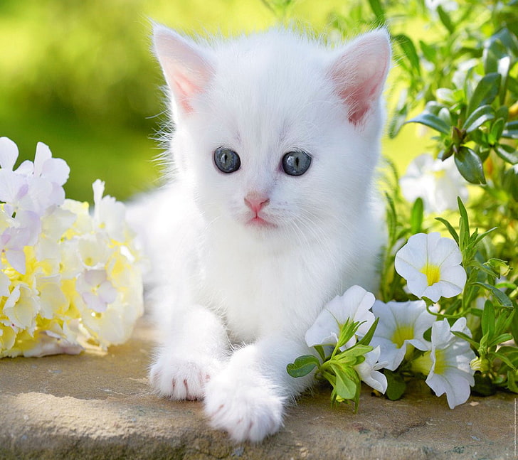 white kitten, animal, baby, blue, cat, cute, eyes, flower, kitty