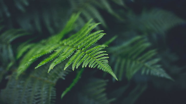 green leafed plant, ferns, green color, plant part, growth, nature, HD wallpaper