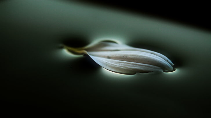 white leaf, petals, macro, water, photography, artificial lights