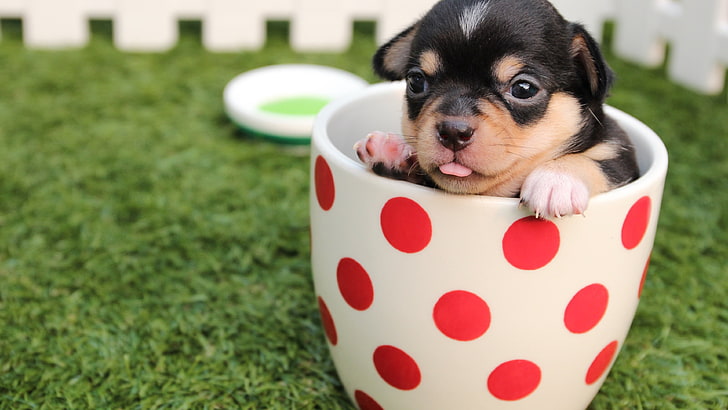 white and red polka-dot ceramic mug, animals, dog, one animal