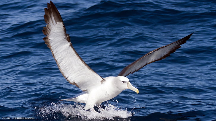 Albatross, bird, birds, Seabird, animals in the wild, animal wildlife