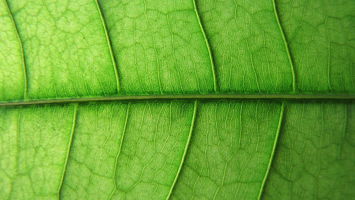 green and brown floral area rug, nature, leaves, plants, macro, HD wallpaper