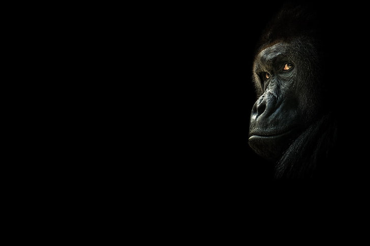 black gorilla, look, monkey, black background, the dark background, HD wallpaper