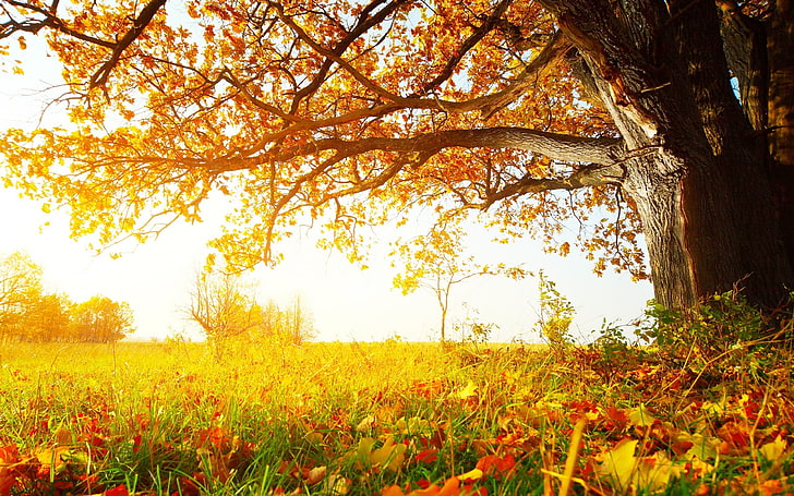 green grass field, trees, leaves, fall, nature, sunlight, landscape, HD wallpaper