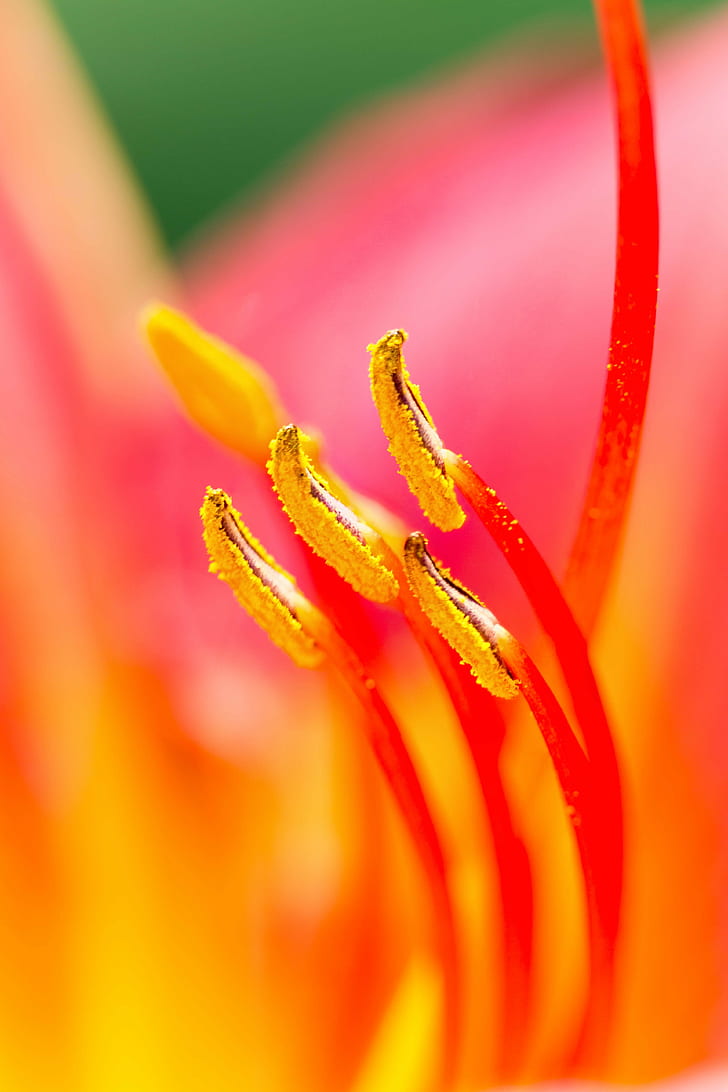 tiltshift lens photography of Hibiscus nectars, Lily, Stamens, HD wallpaper