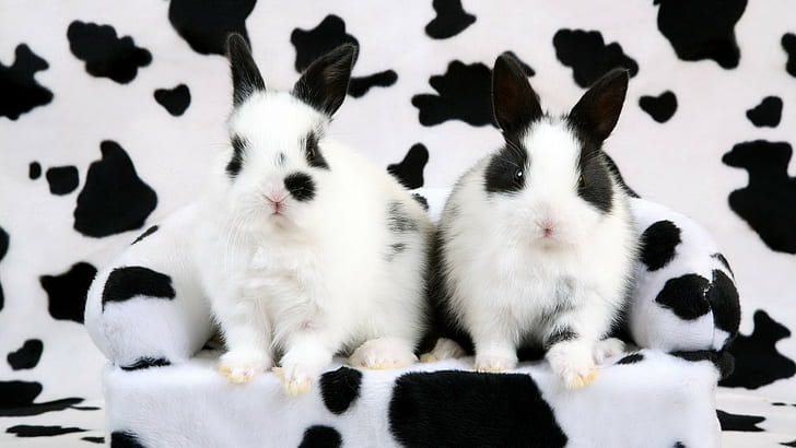 Cow Print Bunny Rabbit HD, two balck and white rabbits, animals