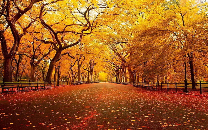 maple trees, landscape, street, leaves, fall, autumn, change, HD wallpaper