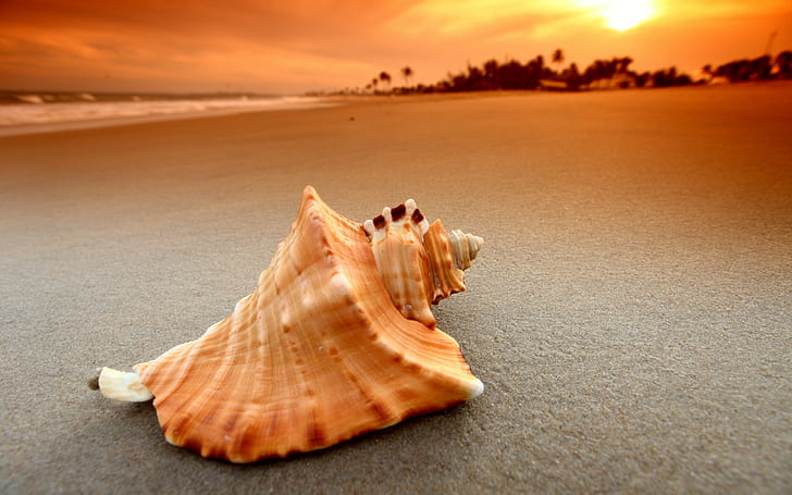 beach, sand, sunset, sea, waves, nature, seashells, HD wallpaper