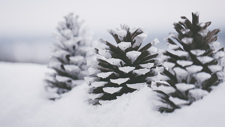 nature, landscape, winter, snow, cold, monochrome, pine cones