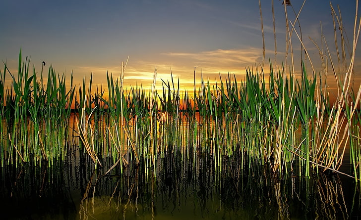 Cattails In Pond, green leafed plants, Nature, Lakes, sky, tranquility, HD wallpaper