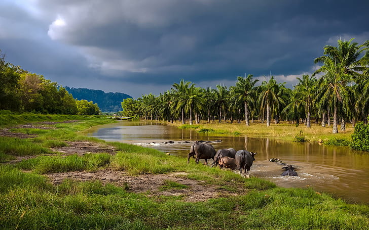 water buffalos entering a river in southeast asia, forest, grass