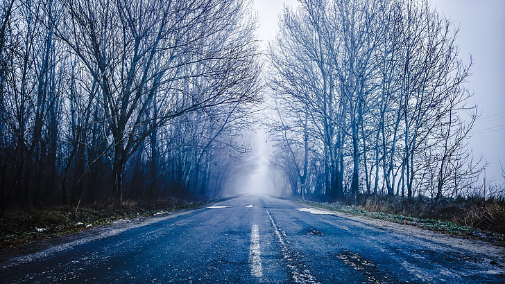 blue and white trees painting, Hungary, road, mist, direction