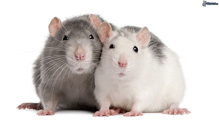 animales, ratas, roedores, animal themes, rodent, pets, mammal, HD wallpaper