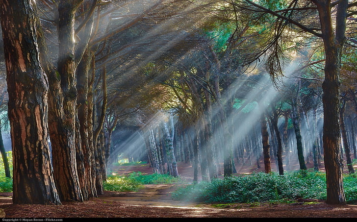 crepuscular rays passing through trees painting, nature, sunlight